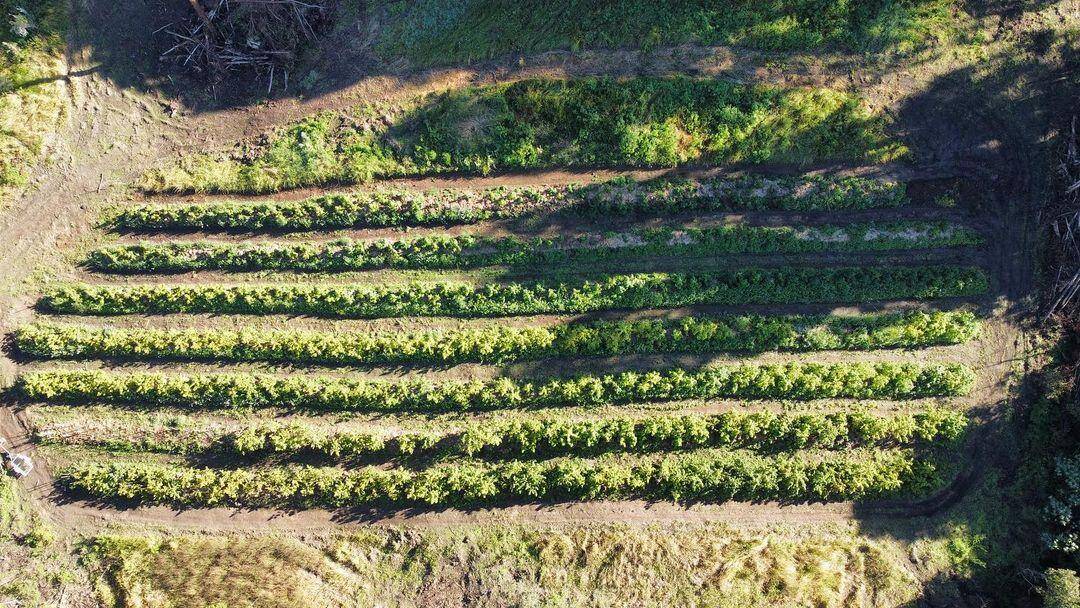 Our farmers | Northern Rivers Hemp
