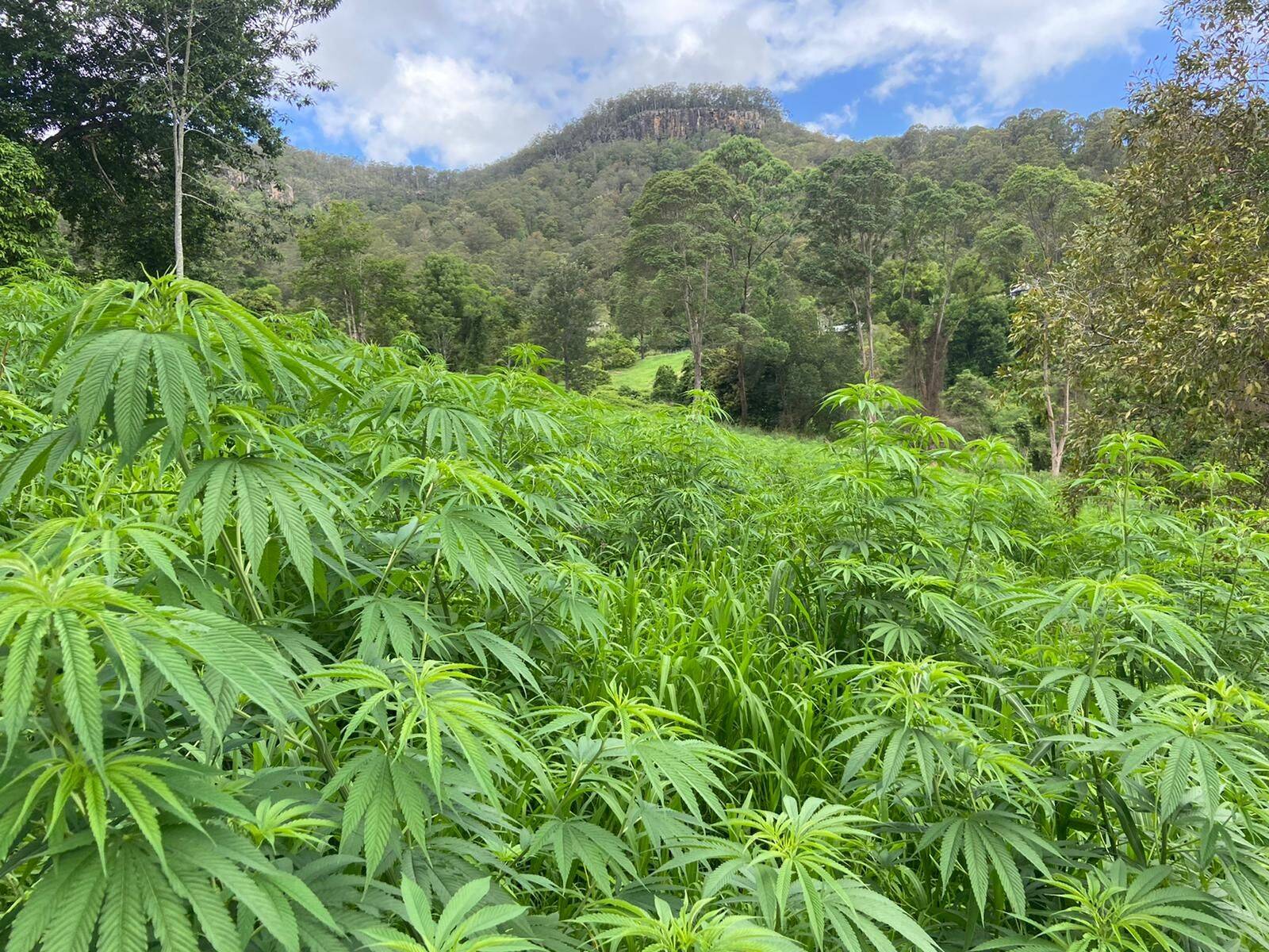 Our farmers | Northern Rivers Hemp