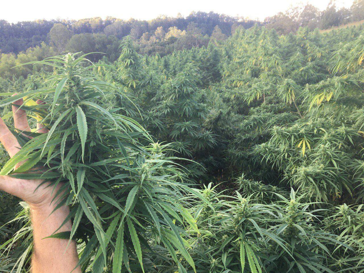 Our farmers | Northern Rivers Hemp