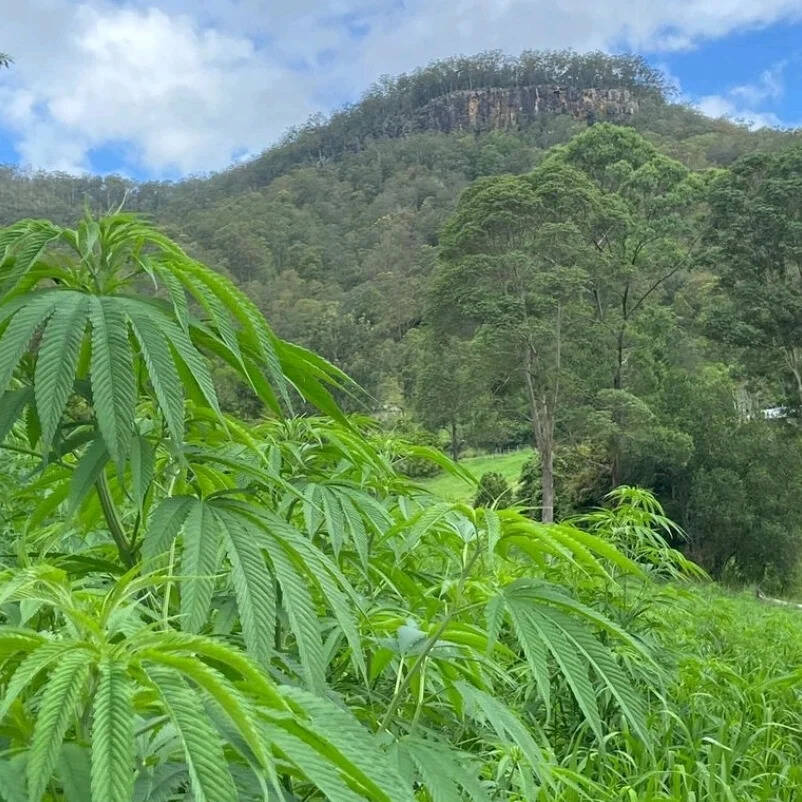 Our farmers | Northern Rivers Hemp