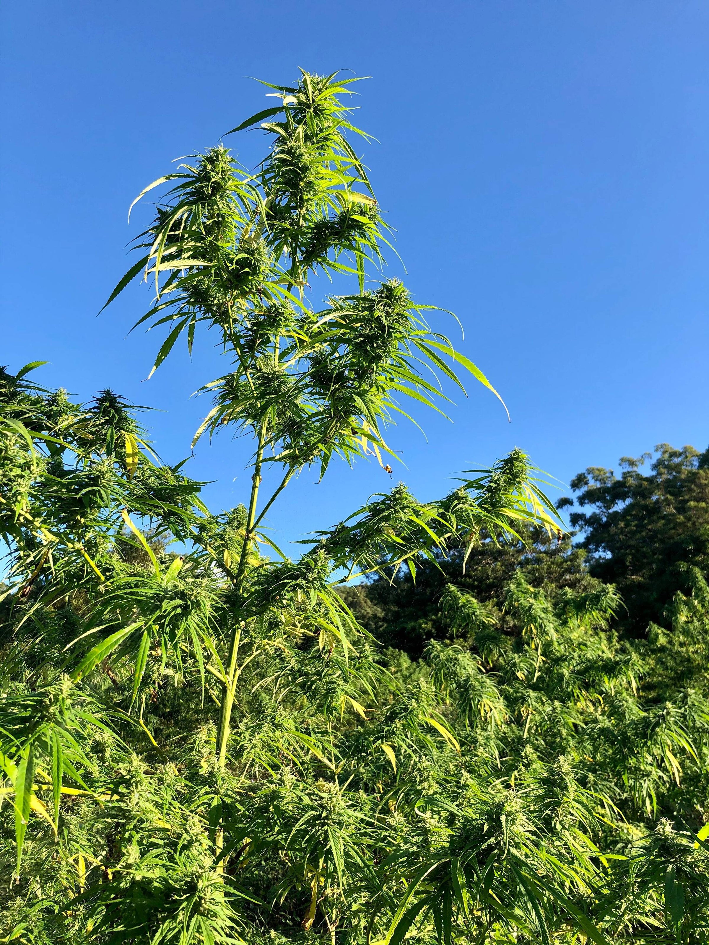 Our farmers | Northern Rivers Hemp